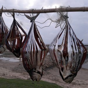 সুরমা শুটকি