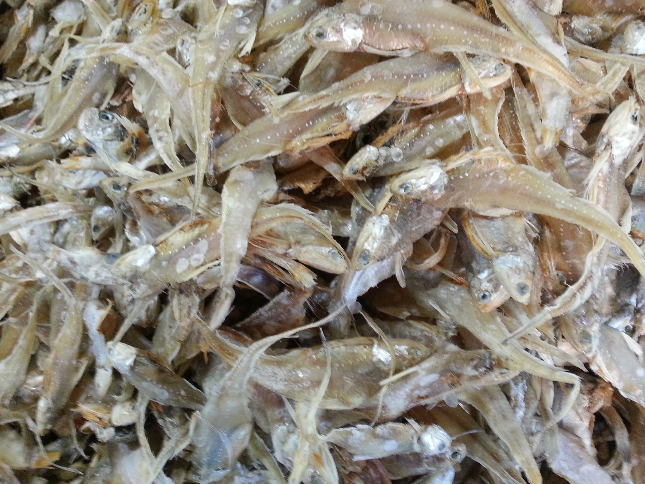 সুন্দরী শুটকি ৫০০ গ্রাম সুন্দরী শুটকি ৫০০ গ্রাম